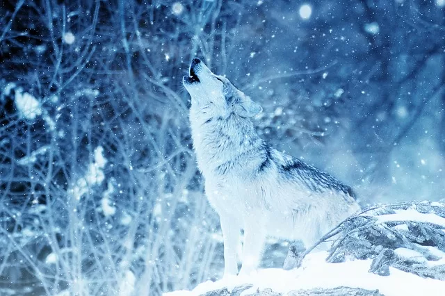 dromen over wolven
