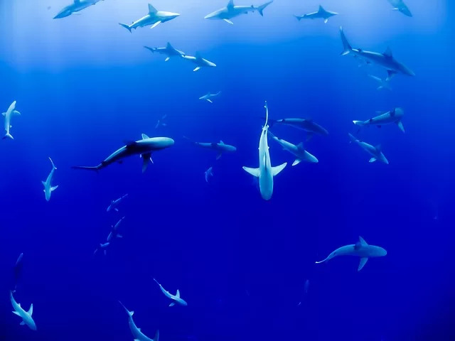 dromen over haaien