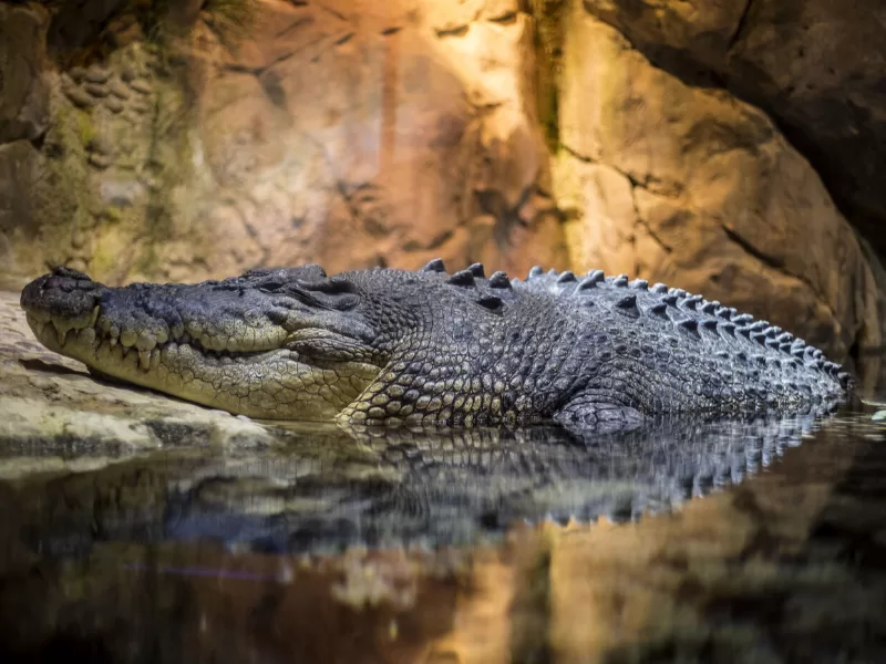 dromen over een krokodil