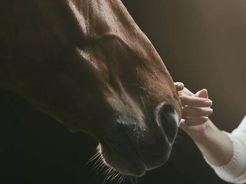 spirituele betekenis paard