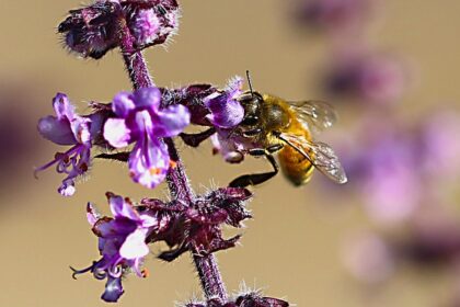 eerlijk zijn tegen jezelf