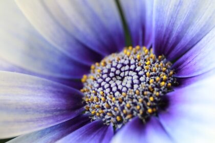 jouw talenten zijn mooi