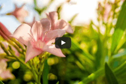 heerlijke muziek om de dag mee te beginnen
