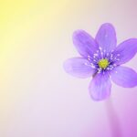 leven vanuit je hart