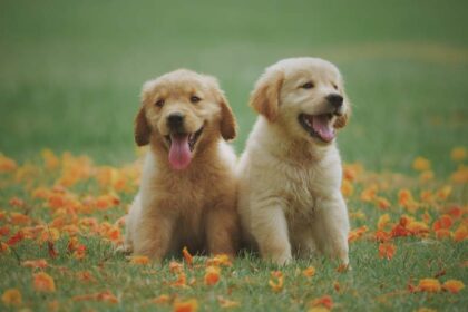 dromen over honden