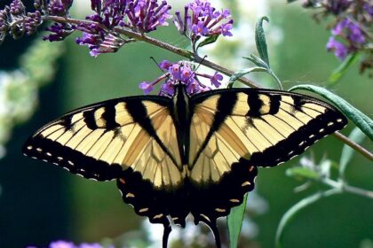 klopt het wat ik voel en hoor