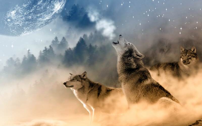 dromen over wolven droom over wolf