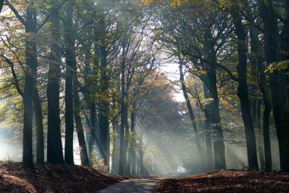 heerlijke groepswandeling in het bos