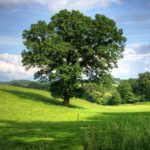 dromen over bomen