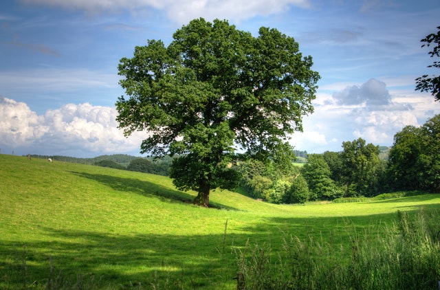 dromen over bomen