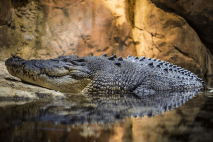 dromen over een krokodil