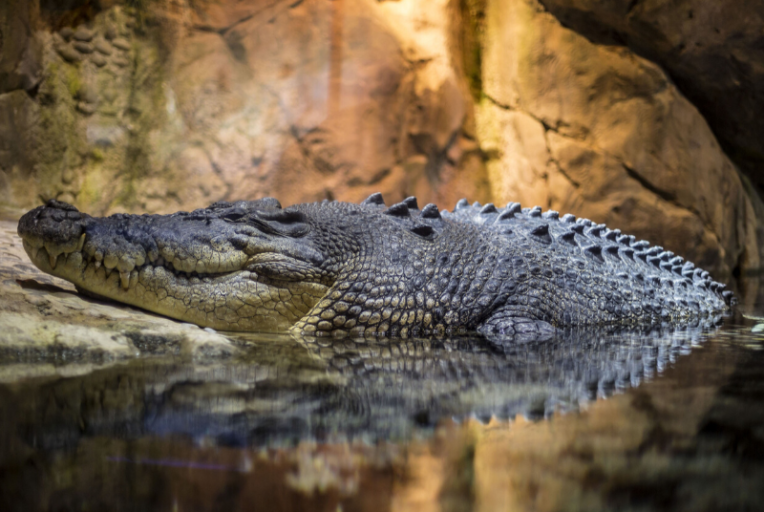 dromen over een krokodil