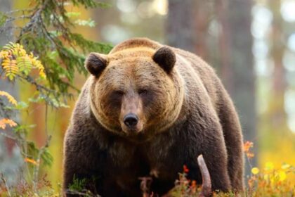 wat is een krachtdier