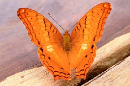 dromen over vlinders