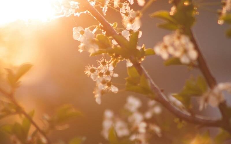 de lente verwelkomen