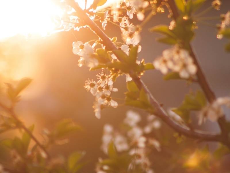 de lente verwelkomen