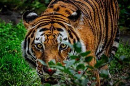 het jaar van de tijger 2022