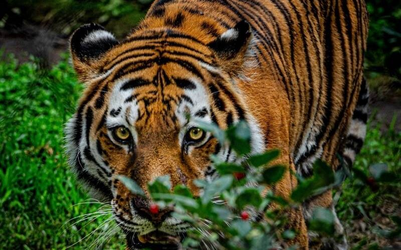 het jaar van de tijger 2022