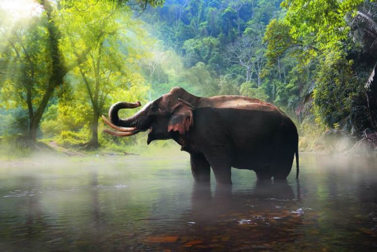 spirituele betekenis olifant