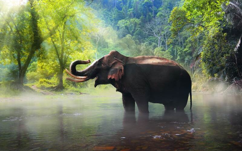 spirituele betekenis olifant