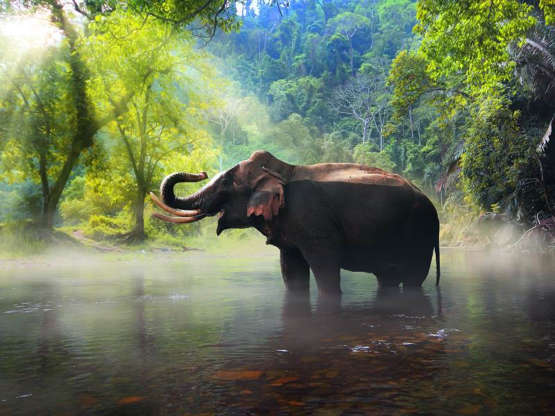 spirituele betekenis olifant