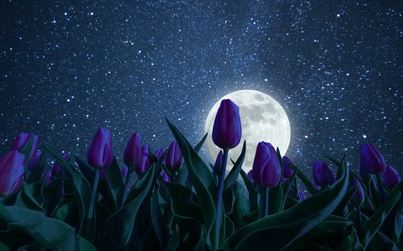 volle maan april 2023