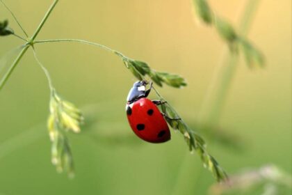 spirituele betekenis lieveheersbeestje