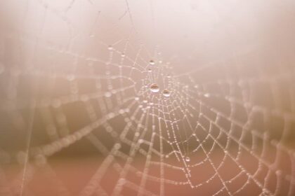 spirituele betekenis spin