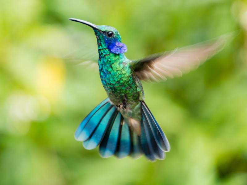 kolibrie betekenis