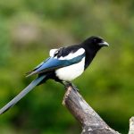 spirituele betekenis eksters