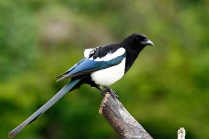 spirituele betekenis eksters