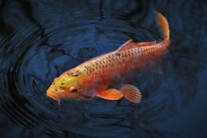 spirituele betekenis koi karper