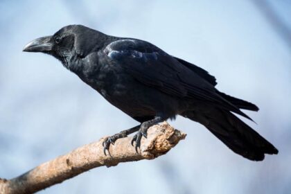 spirituele betekenis kraai