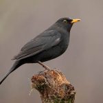 spirituele betekenis merel