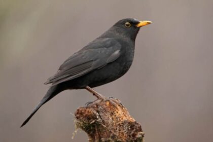 spirituele betekenis merel