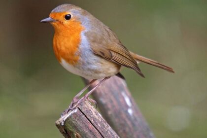 spirituele betekenis roodborstje