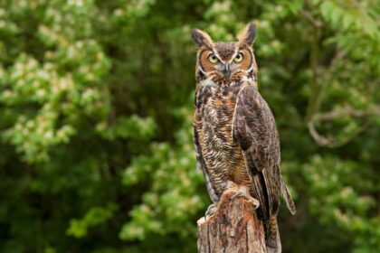 spirituele betekenis uil