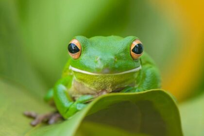 spirituele betekenis kikker