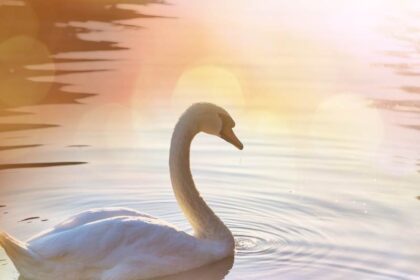 spirituele betekenis zwaan