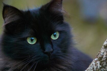 spirituele betekenis zwarte kat