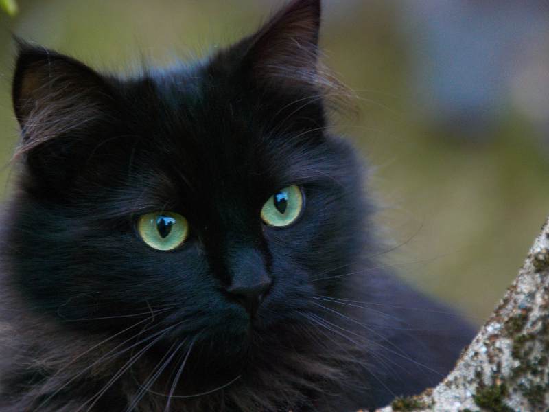 spirituele betekenis zwarte kat