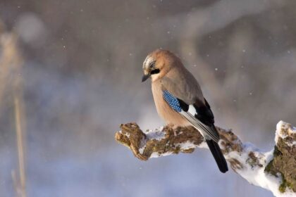 vlaamse gaai spirituele betekenis