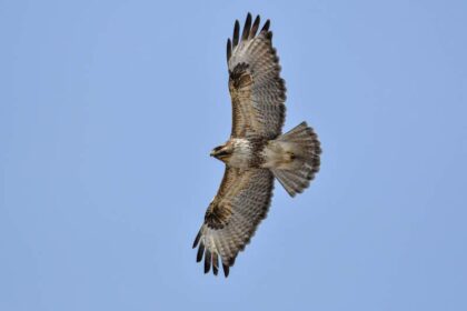 spirituele betekenis buizerd