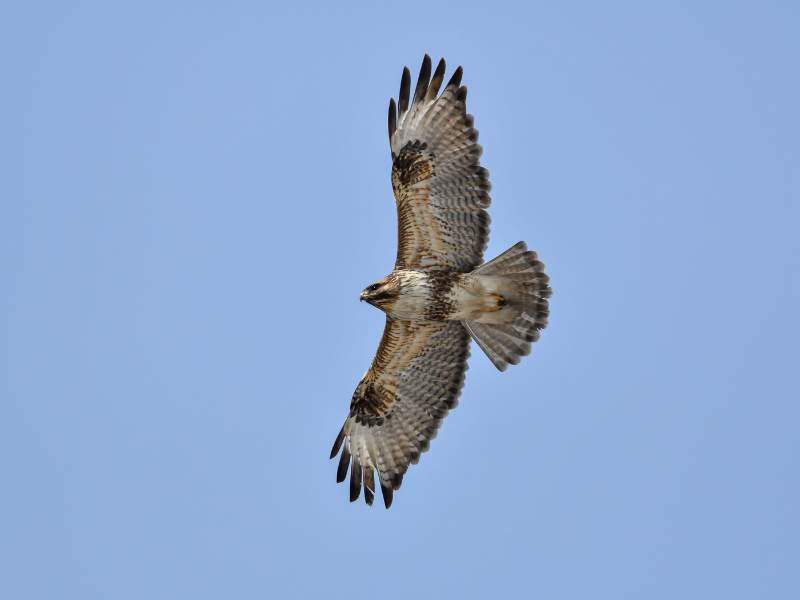 spirituele betekenis buizerd