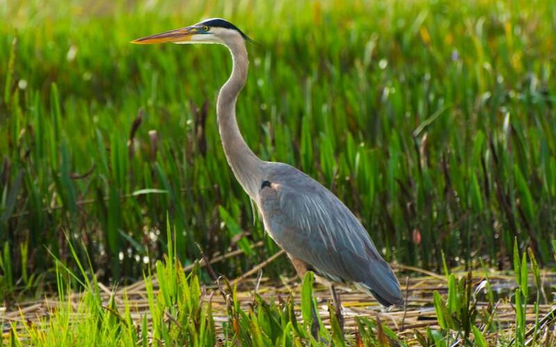spirituele betekenis reiger