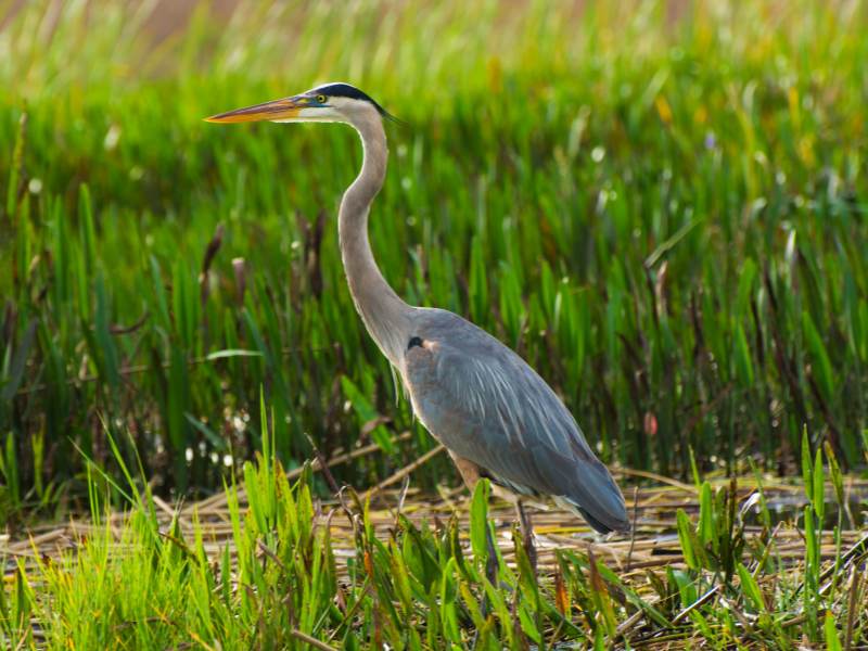 spirituele betekenis reiger