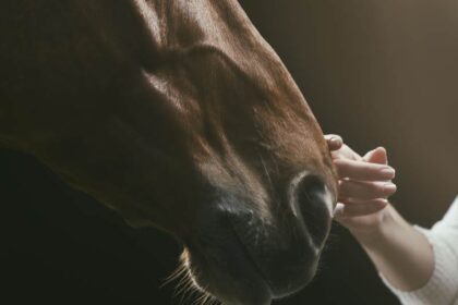 spirituele betekenis paard