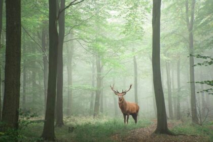 spirituele betekenis hert