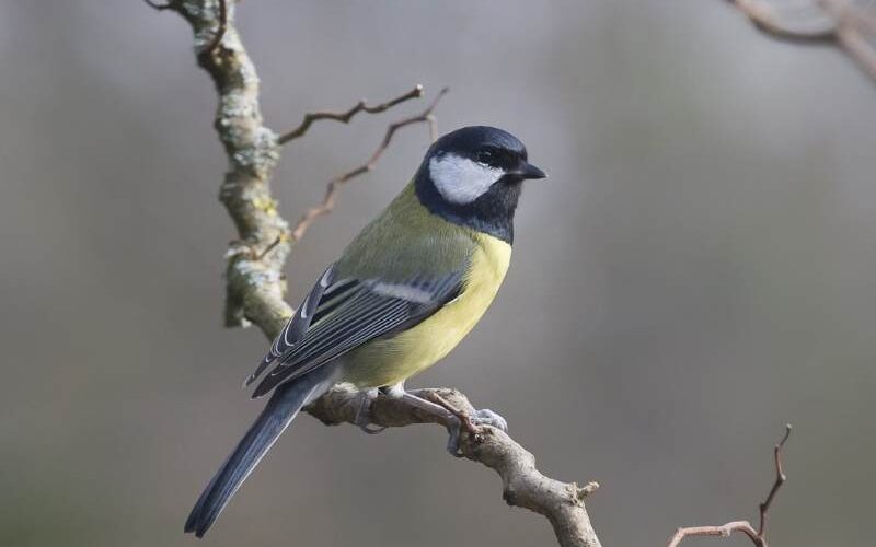 spirituele betekenis koolmeesje