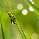 spirituele betekenis sprinkhaan